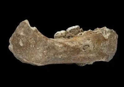 a fossilized fragment of human jawbone